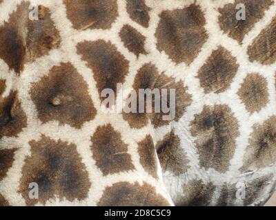 Closeup shot dei modelli di pelle di giraffe in Namibia, Africa Foto Stock