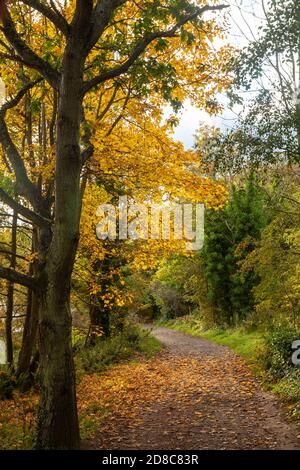 Colori autunnali lungo il Fife Coastal Path vicino a Dalgety Bay Fife Scotland. Foto Stock