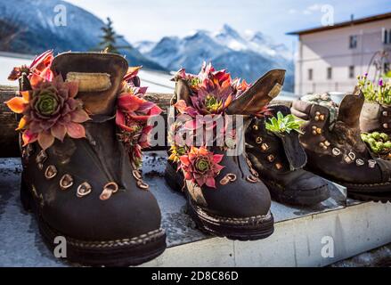 scarpe decorate con piccole piante Foto Stock