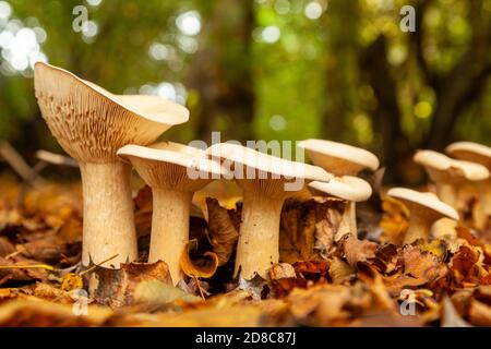 Un gruppo di funghi da truppa di geotropa Clitocybe da terra Foto Stock