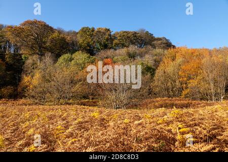 Colori d'autunno dorati di Bracken in Scozia Foto Stock