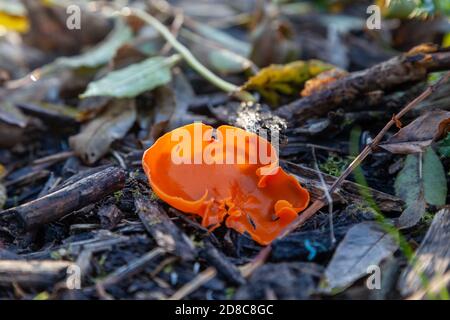 Aleuria aurantia funghi buccia d'arancia le lucide ascocarpe a forma di tazza assomigliano spesso alle bucce d'arancia sparse sul terreno Foto Stock