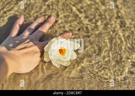 Ninfea bianca giglio d'acqua in womans mano primo piano Foto Stock