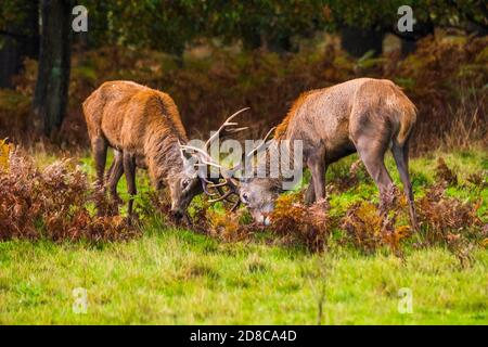 Stracci combattendo durante la stagione di strofinamento dei cervi Foto Stock