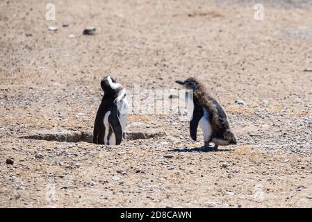 Coppia di bei pinguini che vivono liberi in un parco nazionale naturale nel nord Patagonia vicino alla città di Puerto Madryn in Argentina. UNESCO mondo lei Foto Stock