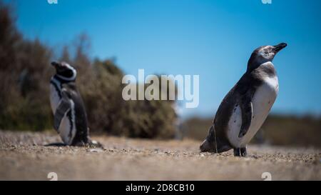 Coppia di bei pinguini che vivono liberi in un parco nazionale naturale nel nord Patagonia vicino alla città di Puerto Madryn in Argentina. UNESCO mondo lei Foto Stock
