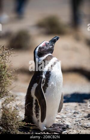 Bella dimora isolata di pinguini libero in un parco nazionale naturale nel nord Patagonia vicino alla città di Puerto Madryn in Argentina. unesco mondo herit Foto Stock
