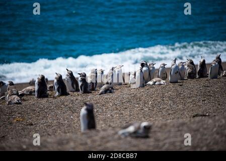 Colonia di Pinguini Magellanici (Sfenisco magellanicus) su Isla Magdalena nello stretto di Magellano, Cile. Foto Stock