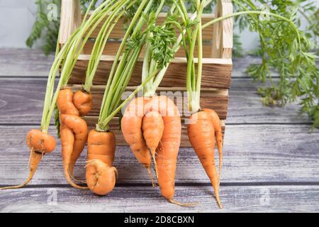 Alcune radici di carota deformate e brutto con una forma bizzarra sullo sfondo di una scatola di legno. Orientamento orizzontale Foto Stock