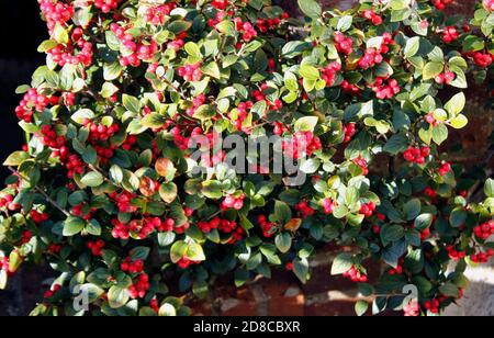 Bacche rosso brillante dell'autunno che crescono su Cotoneaster horizalis Foto Stock