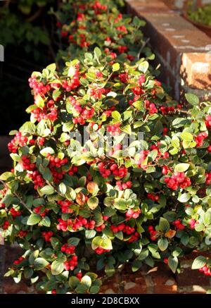 Bacche rosso brillante dell'autunno che crescono su Cotoneaster horizalis Foto Stock