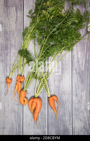 Le radici deformate e brutte della carota di forma bizzarra giacciono su uno sfondo grigio di legno. Orientamento orizzontale Foto Stock