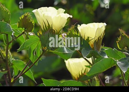 Pianta di cotone fiori Foto Stock
