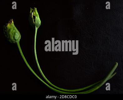 Germogli verdi di gigli di calla sbiaditi in una composizione artistica su sfondo nero. Foto Stock