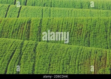 Campo sulle colline Foto Stock