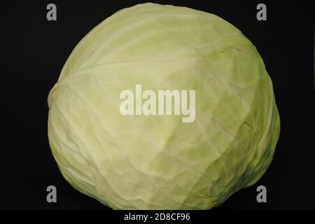 Il grande cavolo bianco è isolato su uno sfondo nero. Foto Stock