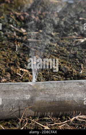 Il tubo dell'acqua scoppiò nel campo Foto Stock