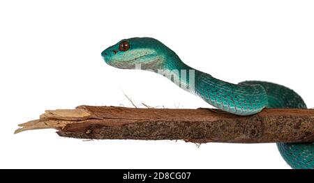 Bambino maschio blu bianco con labbro pitviper aka Trimeresurus insularis serpente, arricciato intorno ramo di legno. Isolato su sfondo bianco. Foto Stock