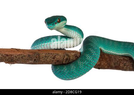 Bambino maschio blu bianco con labbro pitviper aka Trimeresurus insularis serpente, arricciato intorno ramo di legno. Isolato su sfondo bianco. Foto Stock