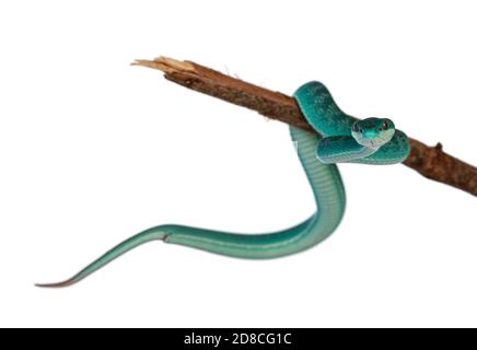 Bambino maschio blu bianco con labbro pitviper aka Trimeresurus insularis serpente, arricciato intorno ramo di legno. Isolato su sfondo bianco. Foto Stock