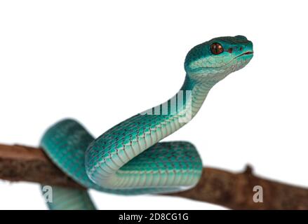Bambino maschio blu bianco con labbro pitviper aka Trimeresurus insularis serpente, arricciato intorno ramo di legno. Isolato su sfondo bianco. Foto Stock
