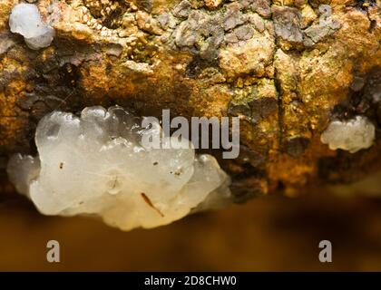 Fungo cerebrale cristallino (Exidia nucleata) Crescere su tronchi caduti in boschi del Derbyshire UK Foto Stock