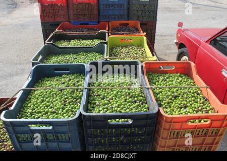 Olive raccolte di varietà Manaki, vengono raccolte in contenitori di plastica all'esterno del frantoio di Attica, in Grecia, poco prima del processo di oli Foto Stock