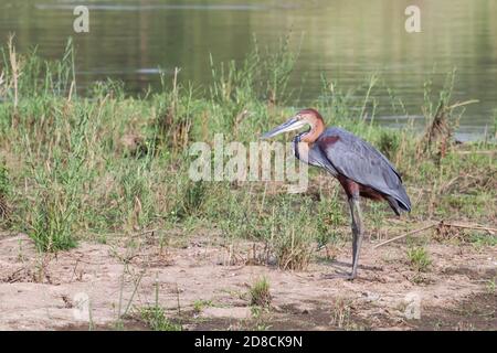 Goliath Heron (Ardea goliath) che si trova nei pressi di una buca d'acqua nel Kruger National Park, in Sud Africa con sfondo bokeh Foto Stock