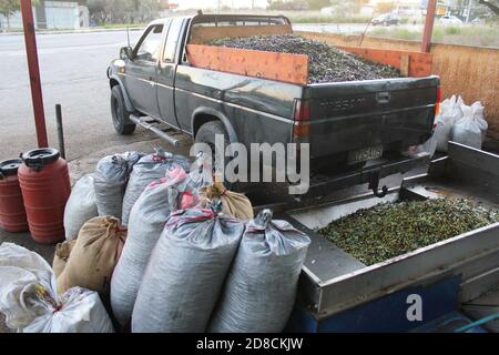 Olive raccolte di varietà Manaki al di fuori del frantoio di Attica, in Grecia, poco prima dell'inizio del processo di estrazione dell'olio d'oliva. Foto Stock