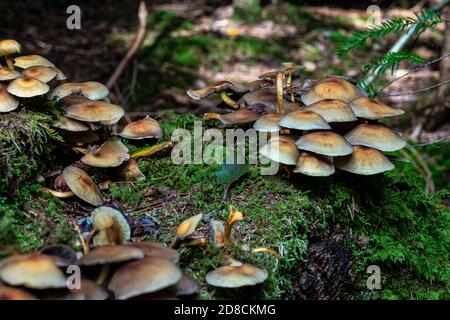 Funghi nella natura riserva Eibenwald Paterzell, Yew foresta Paterzell, Baviera, Germania Foto Stock