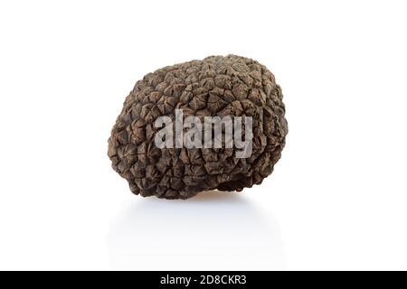 Tartufo nero singolo isolato su bianco, tracciato di ritaglio incluso Foto Stock