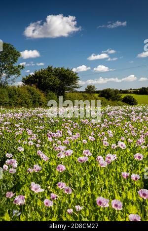 Regno Unito, Inghilterra, Lincolnshire Wolds, Thoresway, lilla colorato coltivazione di papavero per semi vicino Rothwell Foto Stock