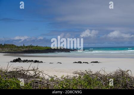 Ecuador Isole Galapagos - Costa dell'isola di Santa Cruz Spiaggia di Galapagos A Tortuga Bay Foto Stock