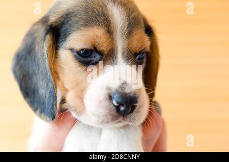 Grazioso cucciolo beagle testa closeup Foto Stock