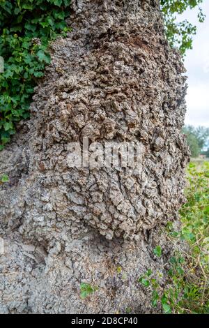 Dettaglio di corteccia di tronco, populus nigra, pioppo nero, nativo di Gran Bretagna, Butley, Suffolk, Inghilterra, UK Foto Stock