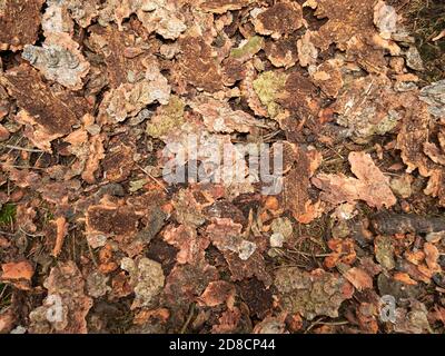 Corteccia marrone trucioli tappeto sulla terra soffietto morente alberi di abete rosso. Problema ecologico di barbabietola Foto Stock