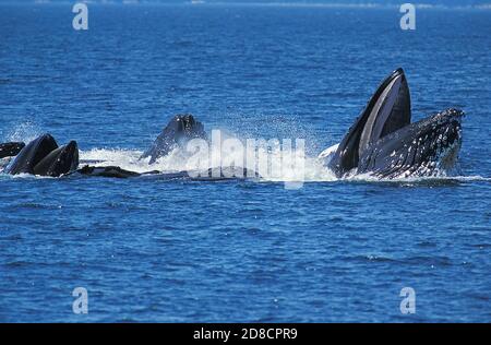 HUMPBACK WHALE Megaptera novaengliae, gruppo facendo un cerchio per la cattura di KRILL IN SUPERFICIE, ALASKA Foto Stock