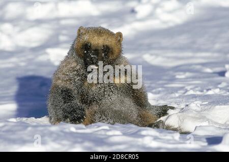NORTH AMERICAN WOLVERINE gulo gulo luscus, salotto per adulti nella neve, CANADA Foto Stock