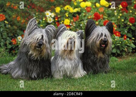 SKYE TERRIER, adulti seduti con fiori Foto Stock