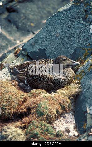 COMUNE EIDER SOMATERIA MOLLISSIMA, FEMMINA SU NIDO, SCOZIA Foto Stock