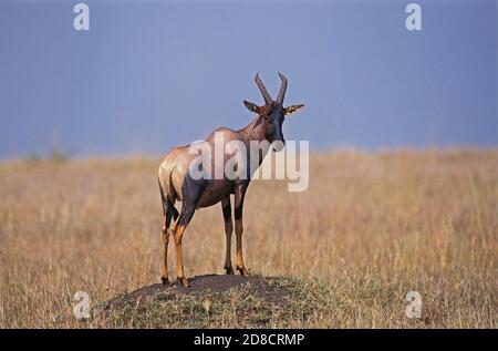 TOPI damaliscus korrigum, adulto su TERMITE HILL, KENYA Foto Stock