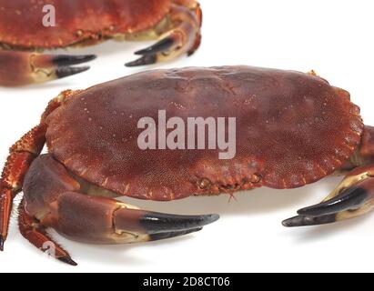 Granchio di mare Cancer pagurus contro uno sfondo bianco Foto Stock