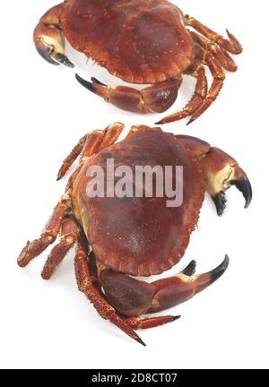 Granchio di mare Cancer pagurus contro uno sfondo bianco Foto Stock