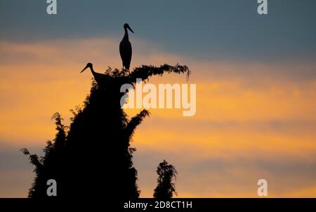 Un paio di cicogne bianche (Ciconia ciconia) si fermano al tramonto per riposarsi in un albero urbano durante la migrazione verso sud. Spagna, Europa. Foto Stock