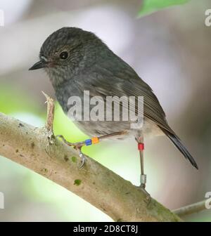 North Island Robin, Nuova Zelanda Robin (Petroica longipes, Petroica australis longipes), arroccato su una filiale, Nuova Zelanda, Isola del Nord, Zealandia Foto Stock