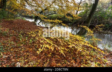 L'autunno parte nel castello di Pickering, Hill Woods Foto Stock