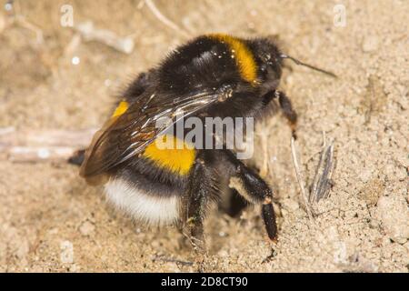 Bomble (Bombus terrestris), regina su terreno sabbioso, Germania Foto Stock