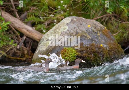 Blue duck, Whio (Hymenolaimus malacorhynchos), Famiglia di nuoto di fronte a un grande masso in un fiume che scorre veloce, Nuova Zelanda, Isola del Nord, Foto Stock