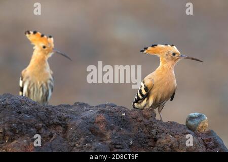 Hoopoe (Upupa epps), due hoopoos che pervado su una roccia vulcanica, Madeira Foto Stock