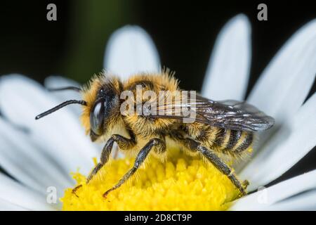 Ape comune di taglio di foglie, ape comune di taglio di foglie, ape di taglio di foglie di rosa, ape Megachile di taglio di foglie, ape di taglio di foglie (Megachile centuncularis, Megachile Foto Stock